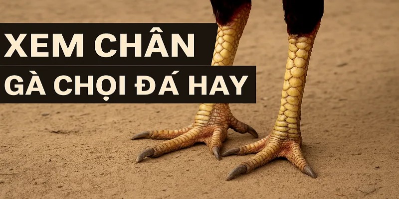 Xem tướng gà chơi hay qua chân và vảy
