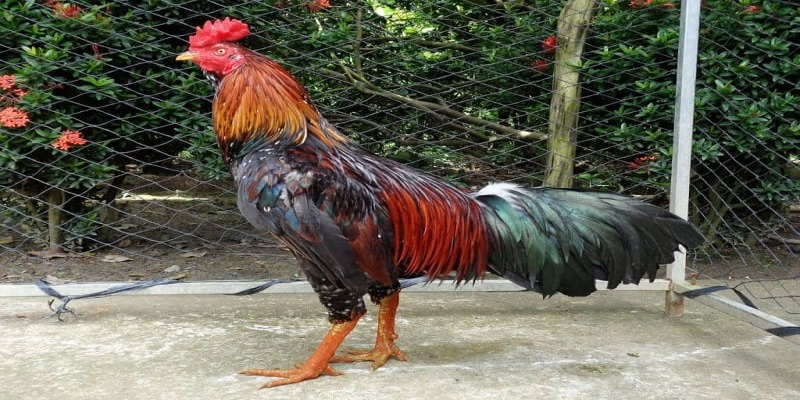 Thần kê là tướng gà ai cũng muốn sở hữu