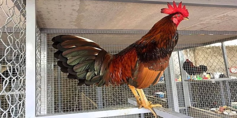 Xem tướng gà cựa sắt ở vị trí đầu và mắt